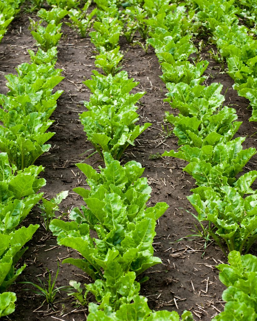rows of fresh young sugar beet leaves, agro illustration